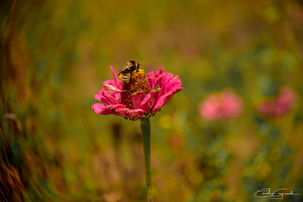 Zinnia and Bee by yorkshirekiwi