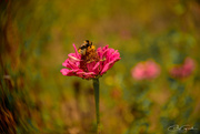 15th Feb 2025 - Zinnia and Bee