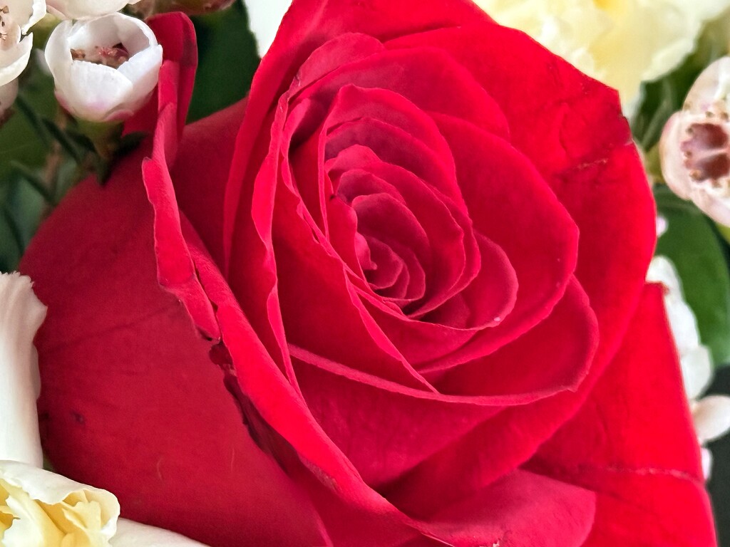 Valentine Rose by carole_sandford