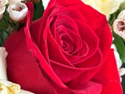 15th Feb 2025 - Valentine Rose