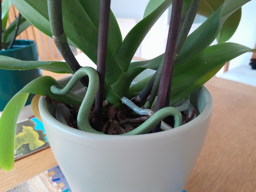 orchid root system  by anniesue