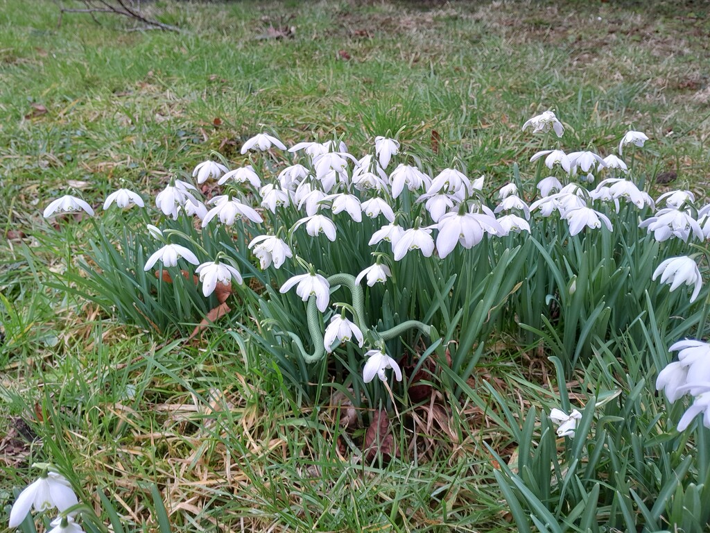 snowdrop foliage by anniesue