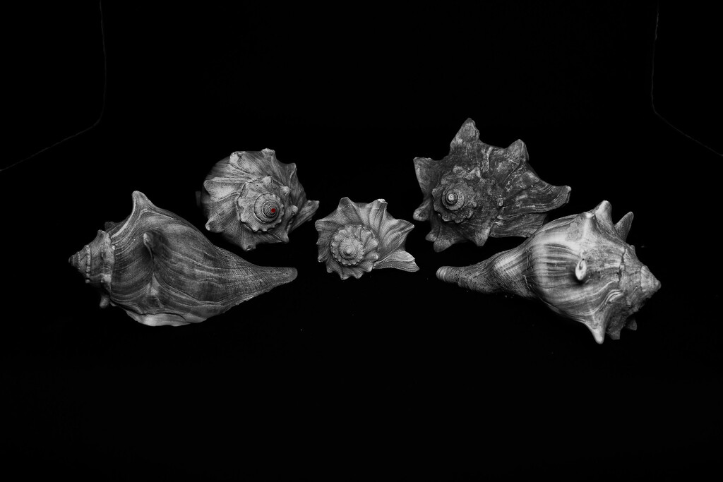 Treasure by k9photo