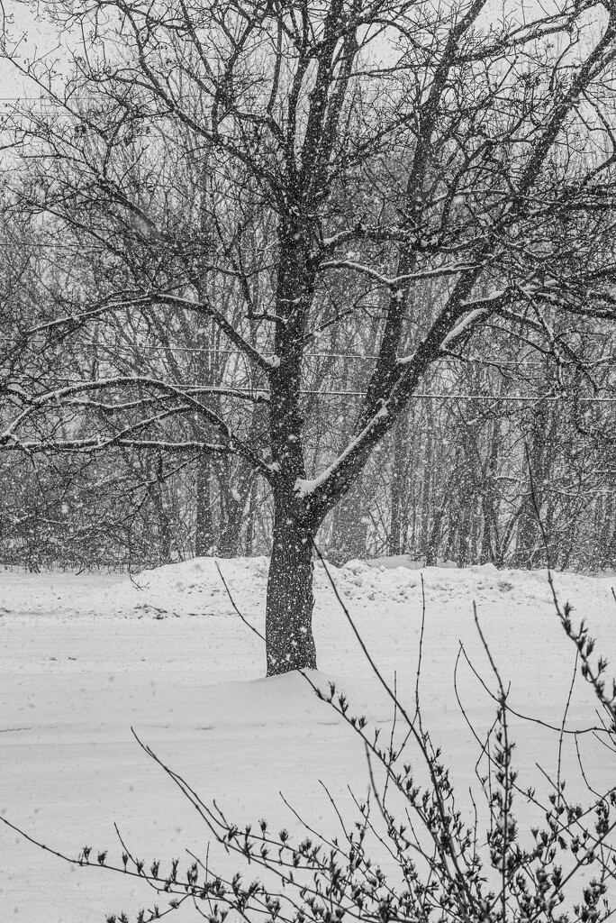 Through the living room window-3 by darchibald