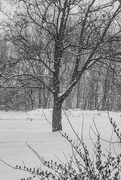 15th Feb 2025 - Through the living room window-3