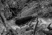 15th Feb 2025 - Sweetwater Creek