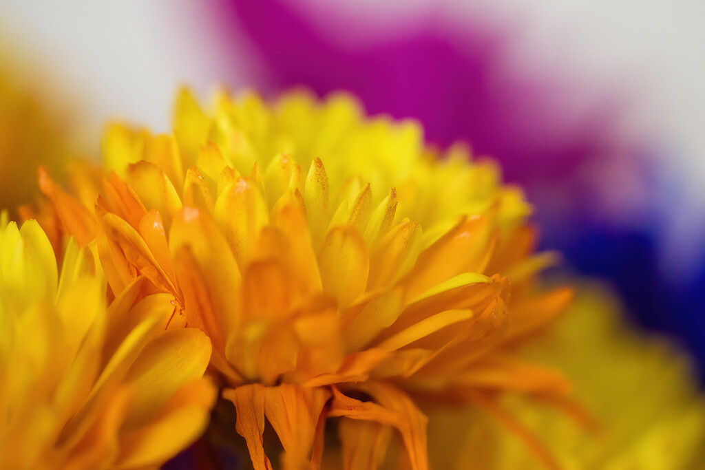 Flowers by kvphoto