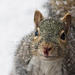 Poor Squirrel .. by gardencat