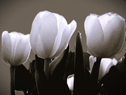 15th Feb 2025 - The Tresure of Tulips in Monochrome