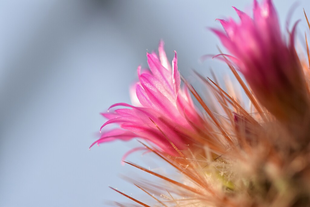 Cactus flower  by dragey74