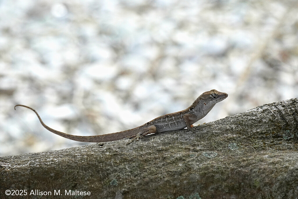 Lizzie the Lizard by falcon11