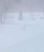 15th Feb 2025 - Braving the Whiteout