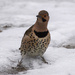 Northern Flicker by berelaxed