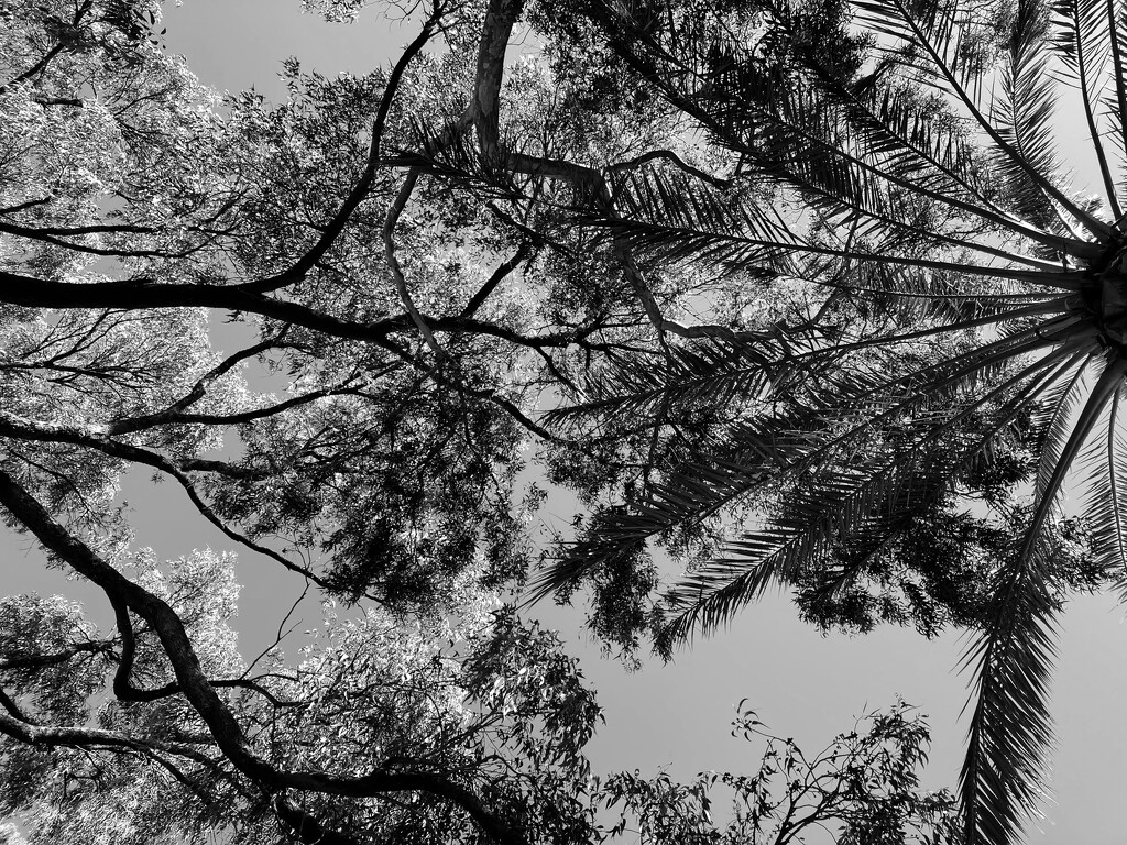 Tangled by narayani
