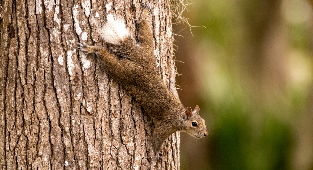 White Tailed Squirrel! by rickster549