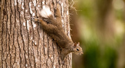 15th Feb 2025 - White Tailed Squirrel!