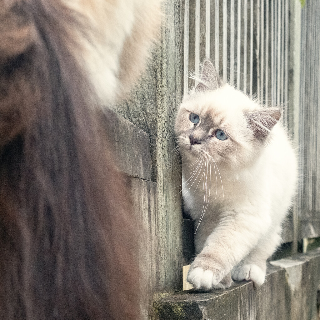 Fency Meeting You by helenw2