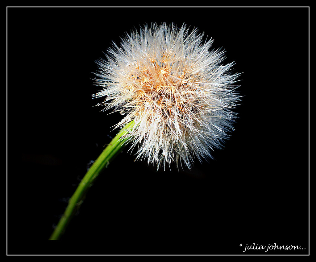 Fluffy Dandilion... by julzmaioro