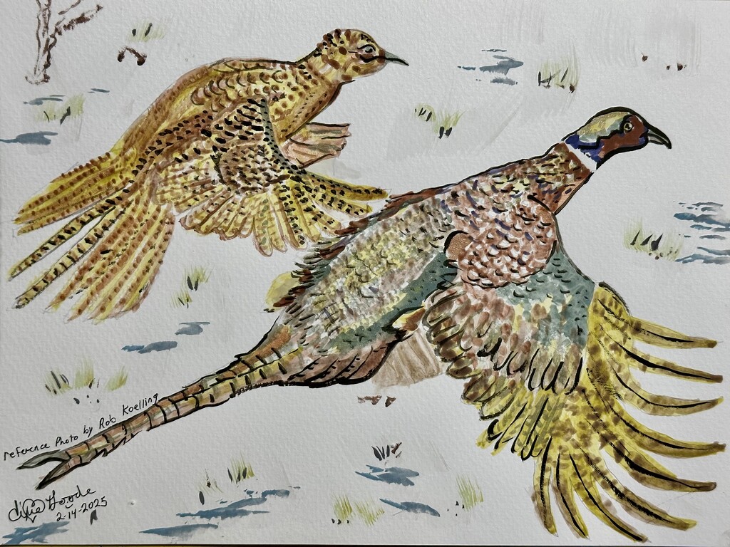 Male and female Pheasant  by pandorasecho