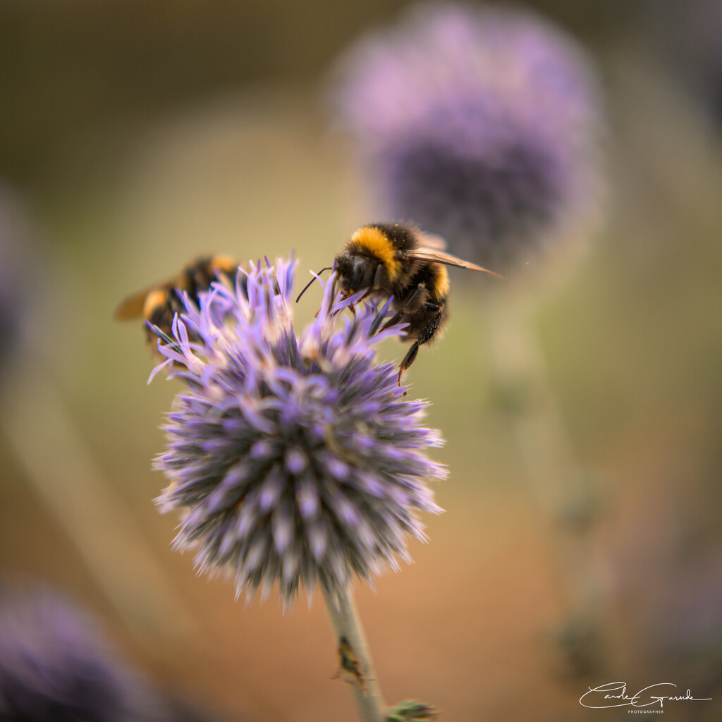 Globe Thistle and Bumbles by yorkshirekiwi