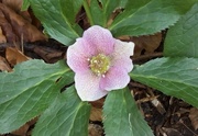 16th Feb 2025 - Hellebore