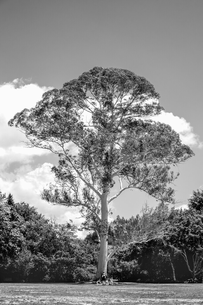 Gum Tree by nickspicsnz