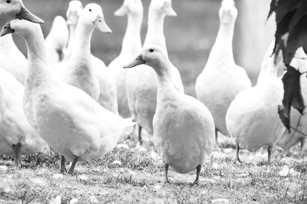 Pekins by dkbarnett