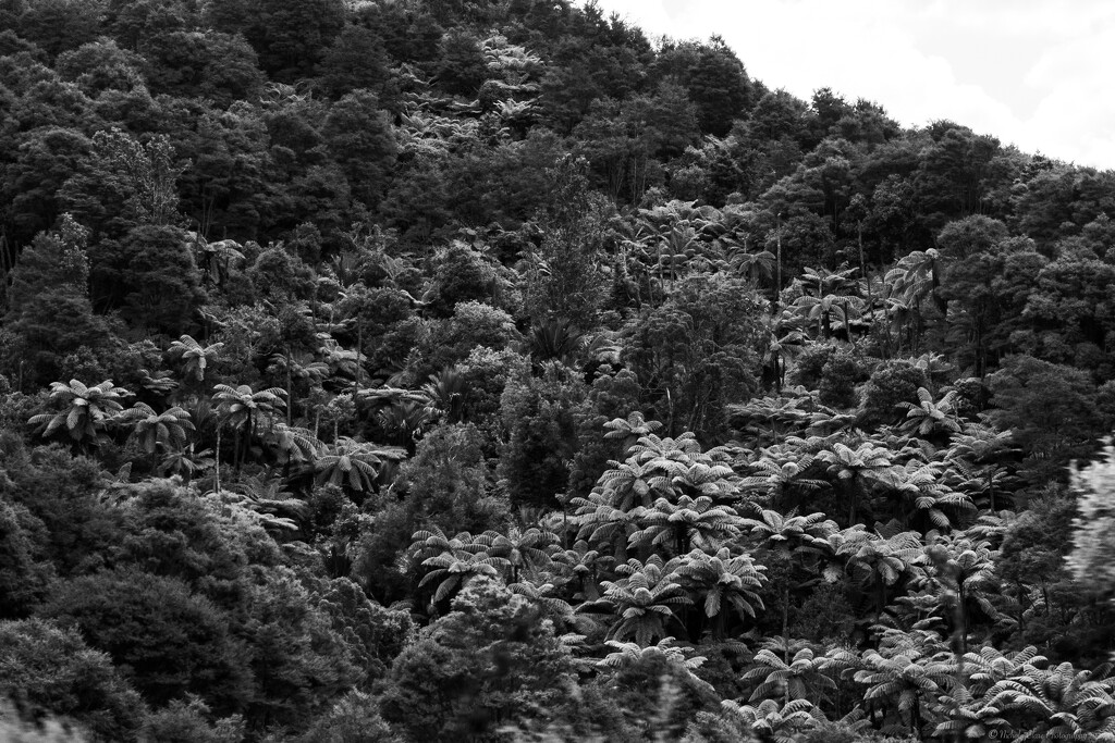 Tree Ferns by nickspicsnz