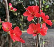 15th Feb 2025 - Flowering Japanese quince 