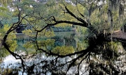 15th Feb 2025 - My favorite reflection scene at the park