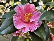 14th Feb 2025 - So many beautiful varieties of camellias
