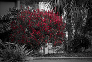 14th Feb 2025 - Flash of Red 