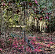 15th Feb 2025 - Camellia wonderland