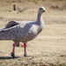 Cape Barren Goose