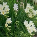 Fresias