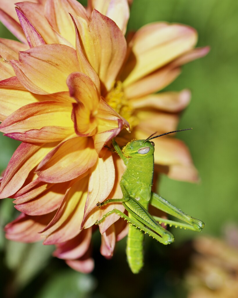 Chomping On My Dahlias DSC_7975 by merrelyn