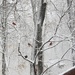 It's All Kinds of Wintery Right Now by alophoto