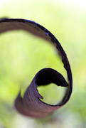 16th Feb 2025 - Curl