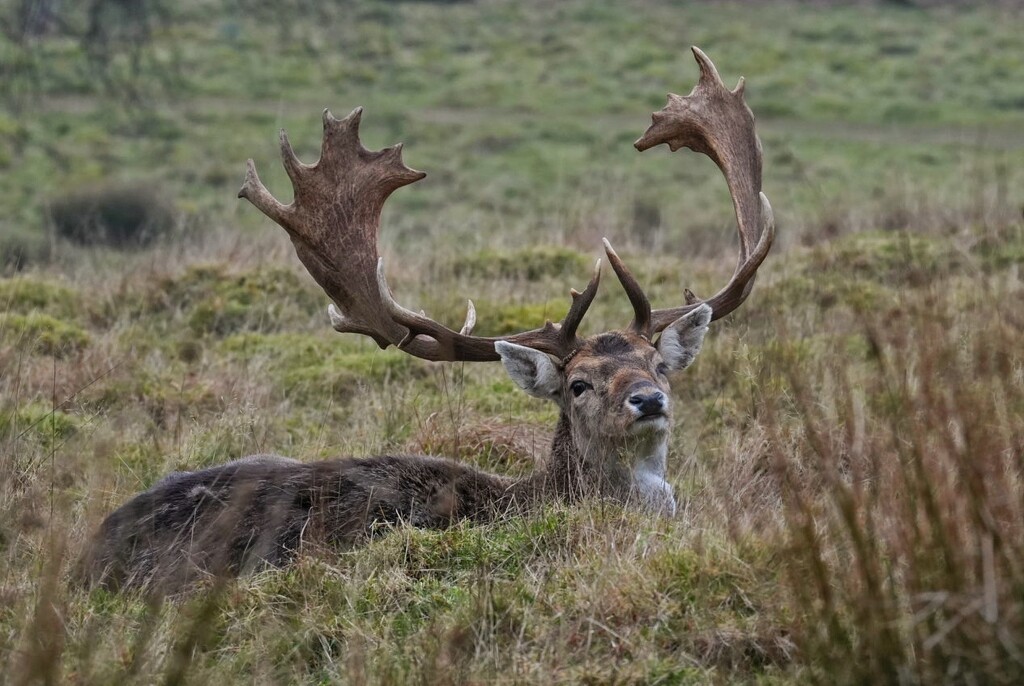 Hiding in Plain Sight by 30pics4jackiesdiamond