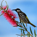 Back garden Honey Eater by judithdeacon