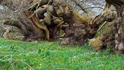 16th Feb 2025 - Old & Nobbly