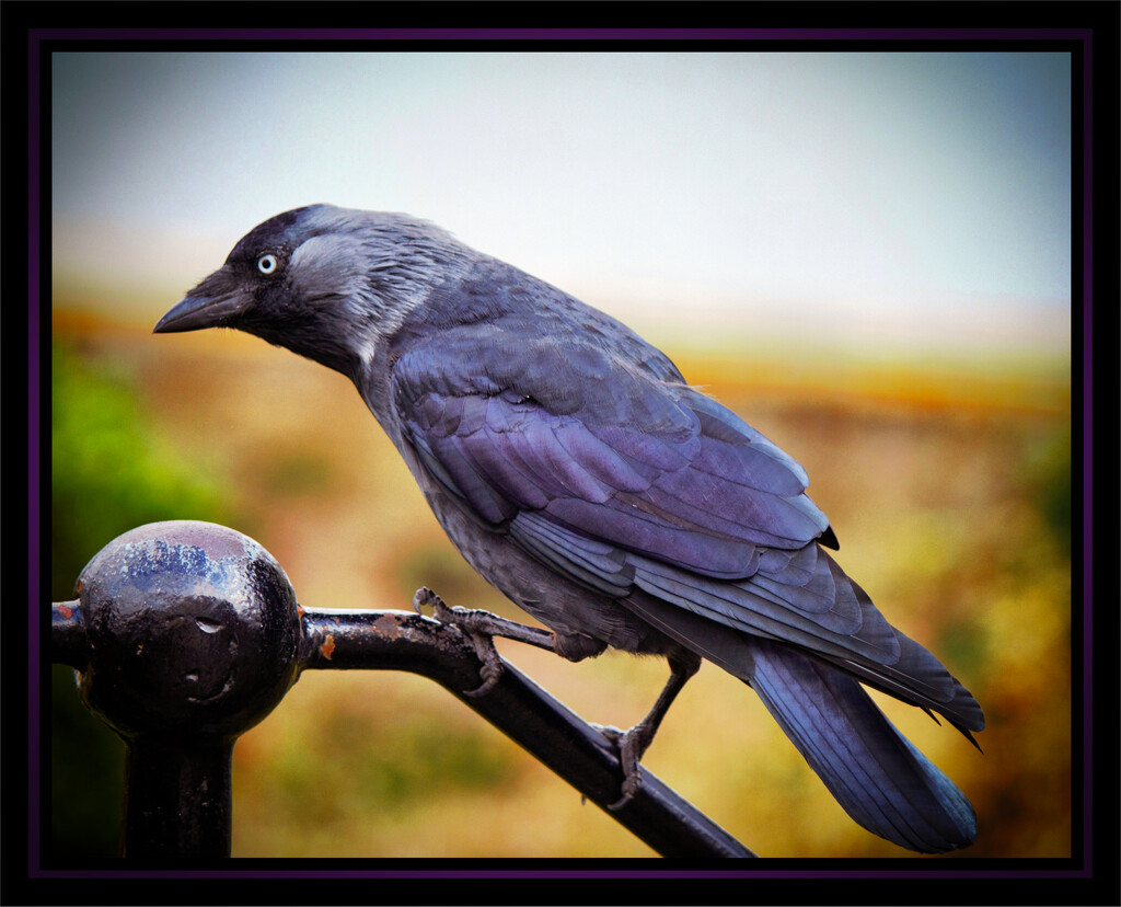 Jackdaw by swillinbillyflynn