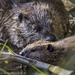 Beaver Fam