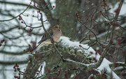 16th Feb 2025 - Mourning dove in snow