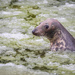 Will you swim with me? by haskar