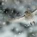 Coming in for a landing by jenorton