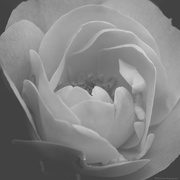 17th Feb 2025 - Rose