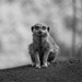 Meerecat  by nickspicsnz