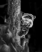 9th Feb 2025 - Emperor Tamarin 