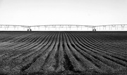 17th Feb 2025 - Ploughed potato paddock
